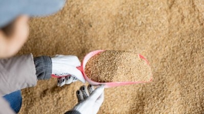 Have your say over regulatory framework proposals for precision bred organisms used for food and animal feed in England. Credit: Getty/JackF