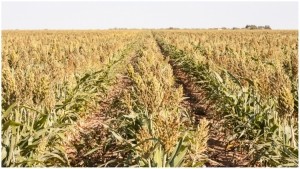 Producers will need to start thinking ahead - as climate change invites new challenges into farming