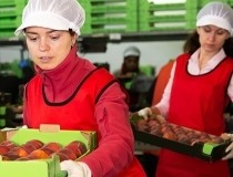 ERP food software: why generic systems are insufficient