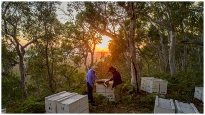 Capilano Honey produces Manuka honey where the bees have foraged on the flowers of Leptospermum tree