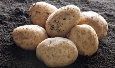 McCain hoped to support the potato industry during the pandemic through a £25m investment 