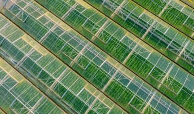Lack of investment and mismanagement by the Government has left the horticulture sector at the brink in a bad shape. Image: Getty, Justin Paget