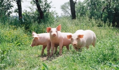 Sandøe: 'Conversely, the kinder one is with the animals, the greater the climate impact per kilo of meat.' Image, Getty, Image Source