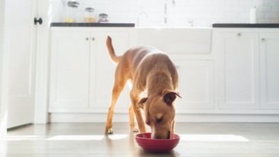 The UK dog food market is valued at almost £1.6bn. Credit: Getty / Grace Chon