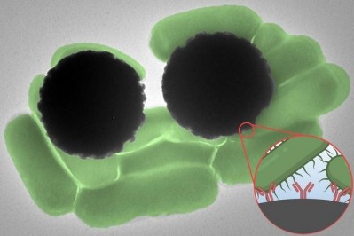 Dynabeads could offer a faster way tio detect pathogens in food 