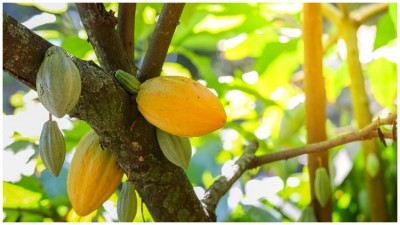 70% of the cacaofruit is traditionally discarded and left to rot once the seeds have been harvested