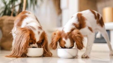 Value sales of pet food rose by 12.7% in the UK. Credit: Getty/Su Arslanoglu