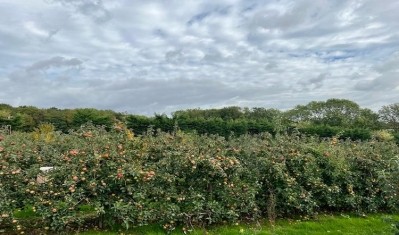 Fourayes’ produces a range of fruit fillings, industrial jams and mincemeat