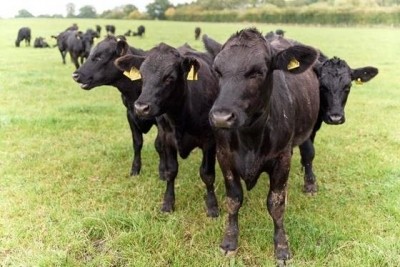 Sainsbury's has launched a lower carbon beef range. Image: Sainsbury's, Mikael Buck