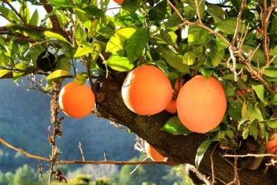 Lava Spirits sources organic Valencian oranges from Sicily as well as Navel oranges