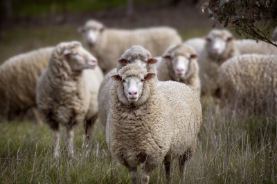 UK sheep sales are strong, but inflationary pressures and Australian imports threaten the market. Image: Getty, tracielouise