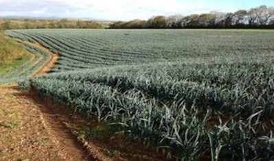 Welsh Leeks are protected