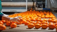 Where is the food sector heading?
