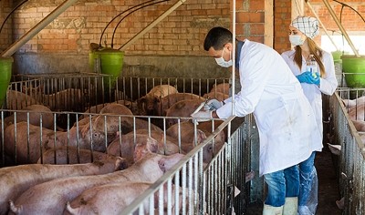 Difficulties in sourcing official vets will not impact CHristmas food supplies, claimed the FSA