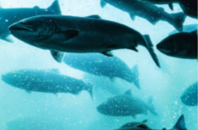 The Government is seeking views on whether to fortify foods with vitamin D. Fish are a natural source of vitamin D