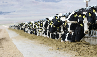 UK beef exports grew in 2022, but failed to hit pre-Brexit levels 